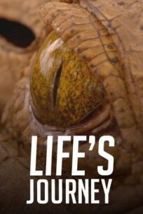 Life's Journey онлайн бесплатно