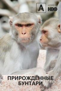 Прирожденные бунтари (2018)