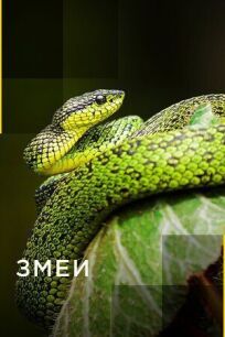 Змеи (2017)