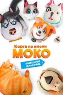 Корги по имени Моко. Домашние животные онлайн бесплатно