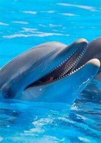 Дельфины в океанской синеве онлайн бесплатно