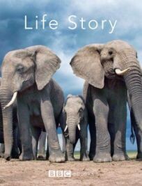 История жизни онлайн бесплатно