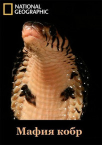 Мафия кобр онлайн бесплатно
